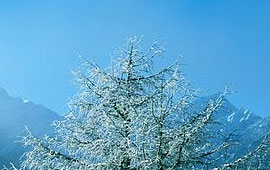 呼死你在线使用