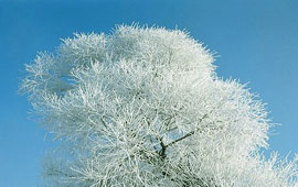 网络手机号呼叫软件免费版